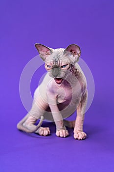 Kitten Sphynx in color of blue mink and white, sitting on purple background, looking down menacingly photo