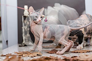 kitten sphynx playing with autumn orange leaves on gray background