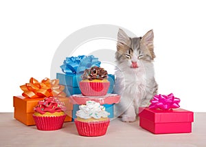 Kitten squinting in birthday party scene, isolated