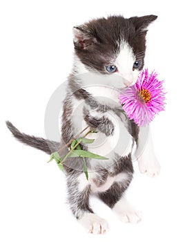 Kitten stand and hold flowers