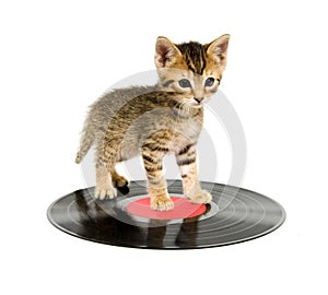 Kitten standing on a record