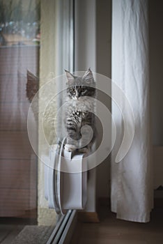 Kitten standing on top of on cat flap in window