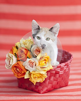 Kitten standing up in Orange basket with flowers