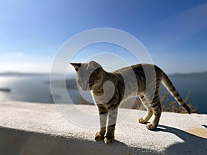 Kitten Stands Tall Against a Vast Sky High Above the Sea