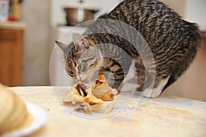 Kitten steals food
