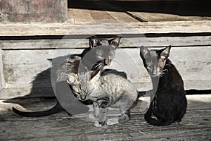 Kitten on the steps Nga Phe Kyaung or jumping cats moastery, Inle lake, Myanmar (Burma)