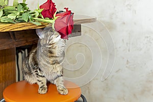 Kitten on a stool sniffs red roses on a table