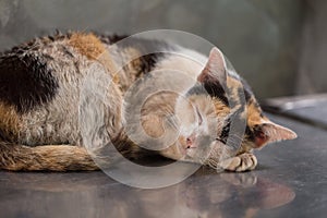Kitten stray cat sleeping