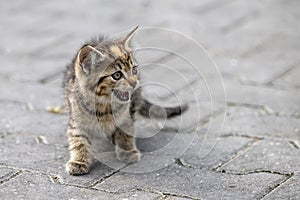 Kitten on street work on a farm