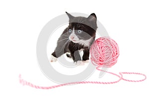 Kitten with string