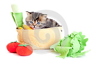 Kitten striped brittish with vegetables isolated