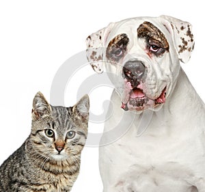 Kitten and strong dog