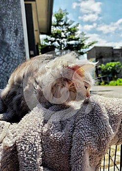 Kitten Sun Bathing After Grooming