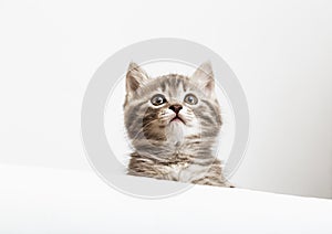 Kitten surprised portrait with paws peeking over blank white sign placard look up. Tabby baby cat on placard template. Pet kitten