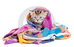 Kitten tabby brittish in colorful scarf