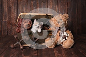 Kitten With Teddy Bears Looking at Viewer