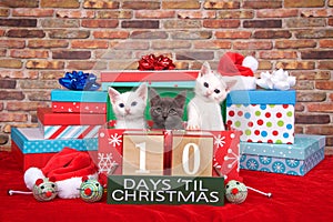Kitten ten days til Christmas