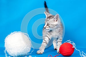 Kitten and threads for knitting