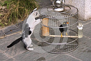 The kitten and the thrush