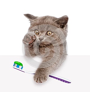 Kitten with a toothbrush looking out because of the poster. isolated