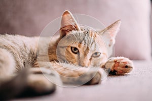 Kitten lying on couch, staring at camera.