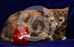 kitten and toy cat photo