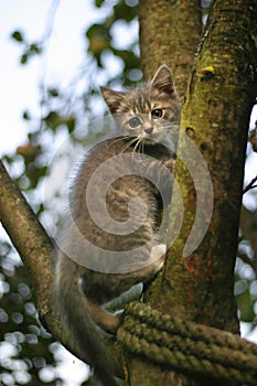 Kitten on a tree