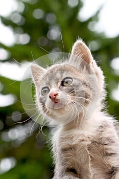 Kitten and tree