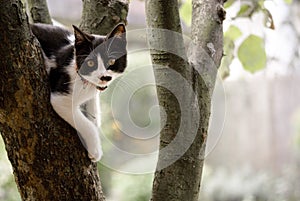 Kitten on tree