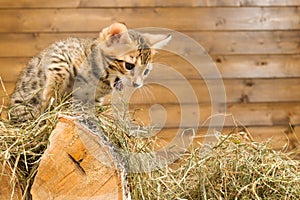 Kitten on the tree growls at someone in the hay