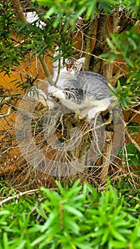 Kitten in the tree