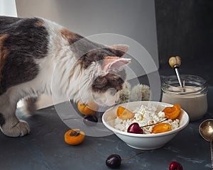 The cat is trying a morning lunch with cottage cheese, sour cream in a glass jar and fresh berries of sweet cherry and