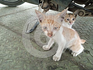 Kitten twin cat play togheter