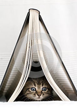 Kitten underneath book photo