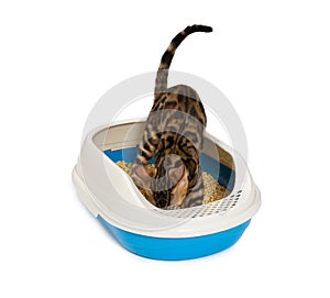 Kitten using litter box with wood pellet for pooping or urinate