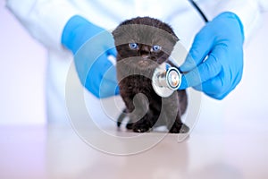 Kitten and veterinarian.Black kitten in the hands of a doctor.Cat health.Examining with a veterinarian.British shorthair