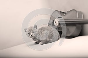 Kitten and a violin