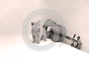 Kitten and a violin