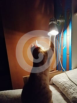 Kitten Vs light... Nightly meetings