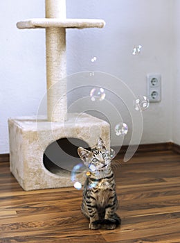 Kitten waching soap bubbles