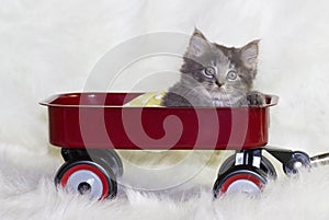 Kitten in a wagon.