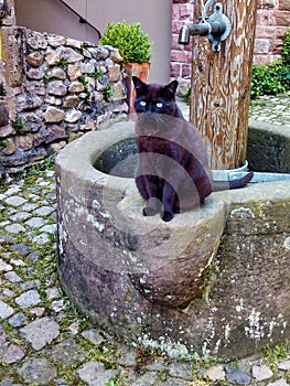 Kitten waiting for the photo next to the well. Gengenbach, Alemania. photo