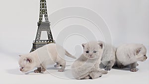 Kitten walking around near Tour Eiffel, isolated