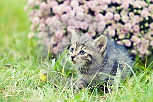 Kitten walking in the garden