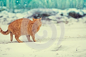 Kitten walking in the snow
