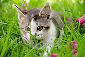 Kitten walking in tall green grass