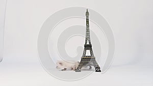 Kitten walking through the Tour Eiffel, isolated