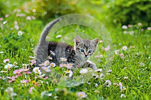 A kitten walks in a clearing with daisies