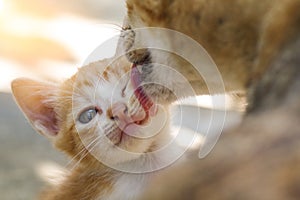 Kitten was washed by mother cat licking, concept for mother love