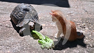 Kitten watching tortoise eat lettuce